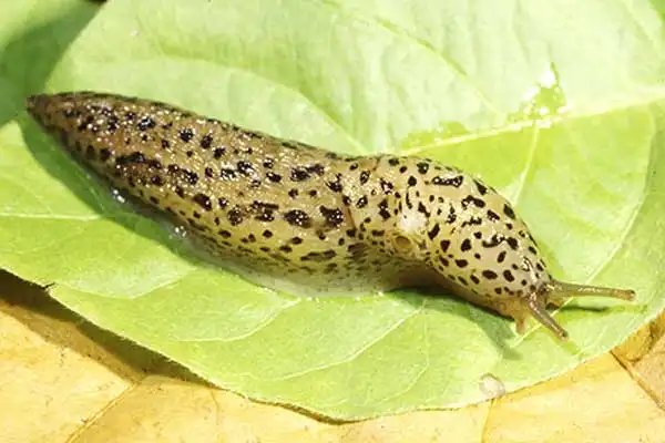Does metaldehyde kill snails?