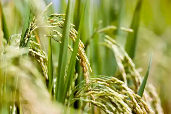 Understanding the Mechanism of Action of Tricyclazole 97% TC in Fungicide Applications