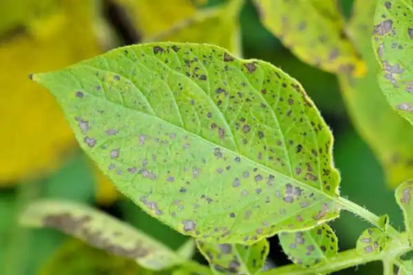 Top 10 Uses of Tebuconazole Fungicide