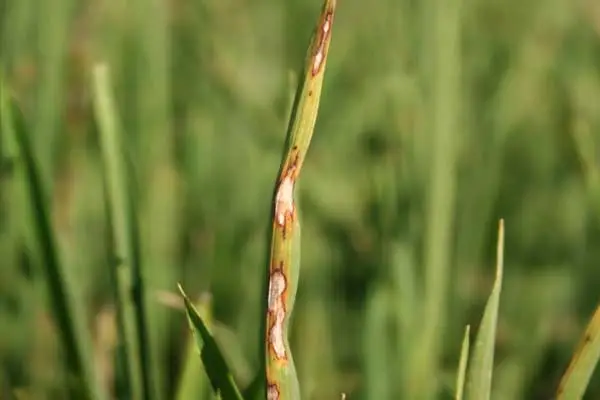 What is Hexaconazole 5% SC and How Does It Effectively Control Rice Blast Disease?