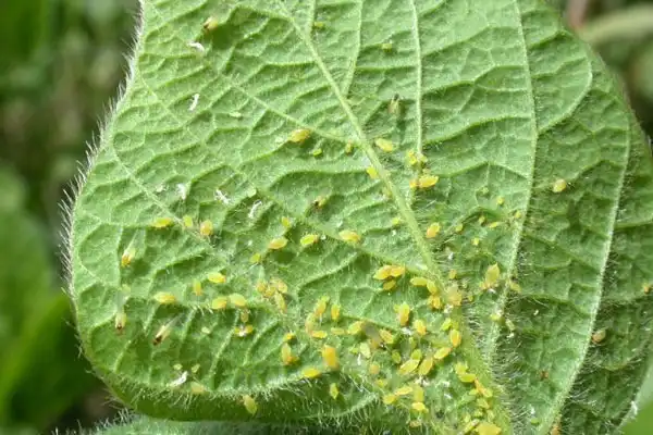 How Does thiocyclam-hydrogenoxalate Control Crop Pests?