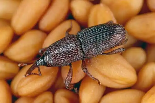 Pirimiphos-Methyl 50% EC Uses for Stored Grain Pest Control