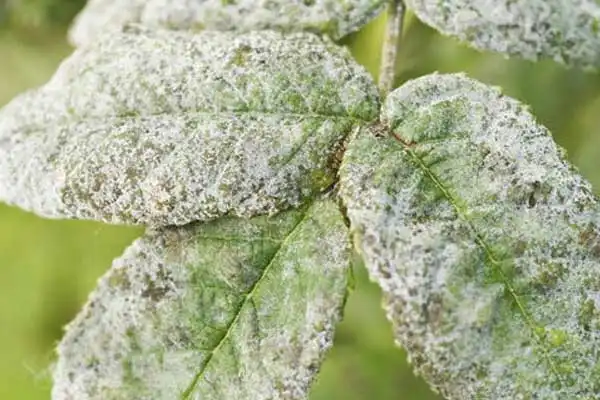 The Efficacy of Trifloxystrobin Fungicide in Modern Agriculture