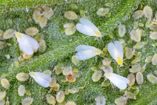 Is alpha-cypermethrin safe？