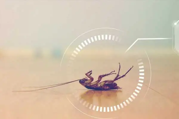 Where to buy carbaryl insecticide？