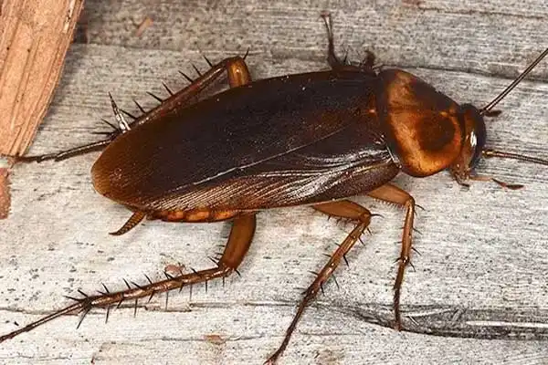 What is diflubenzuron？