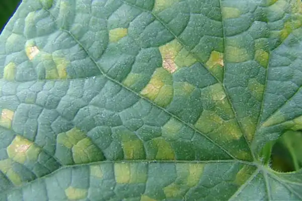 How does metalaxyl-m work on fungal spores?