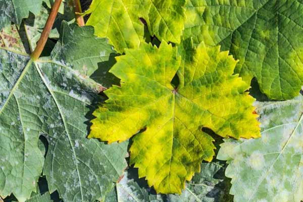 Tebuconazole Application Timing and Dosage Guide for Optimal Crop Protection