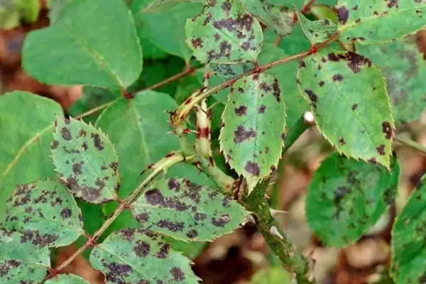 What is the mode of action of the boscalid fungicide?
