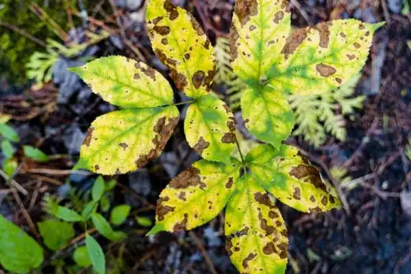 Prochloraz Market - Safeguarding Crops and Health with Advancements in Fungicide Technology
