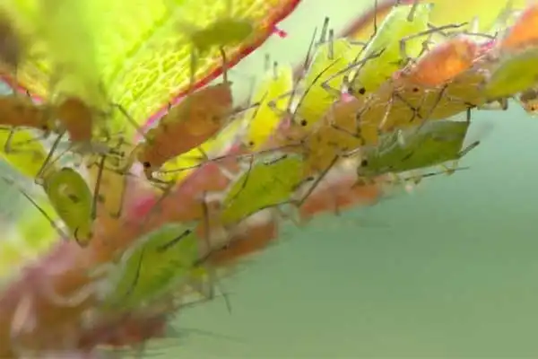 Best Practices for Using Carbaryl Powder in Home Garden Pest Management