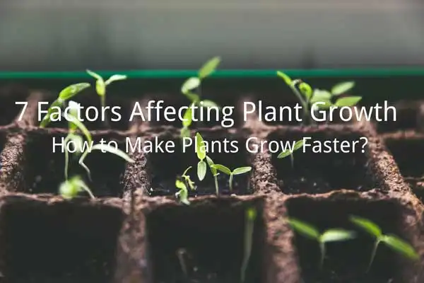 How Chlormequat Chloride Controls Plant Height