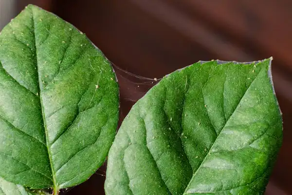 How to Effectively Utilize Abamectin 95 for Pest Management in Agriculture