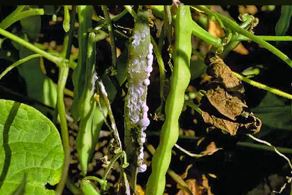 How Does Propiconazole 95%TC Control Fungal Diseases?