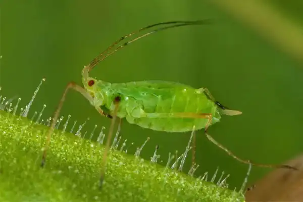 Why Is Dimethoate 30% EC Used for Aphids and Leafhopper Control