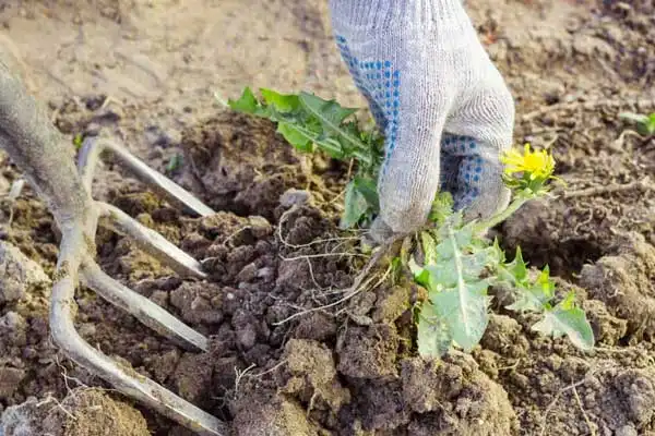 Is dicamba and 24d the same?