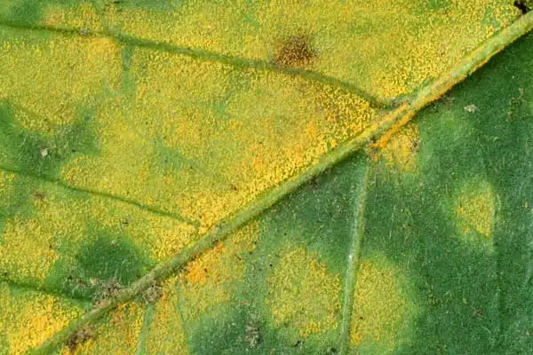 What Is Kresoxim-methyl and How Does It Protect Crops?