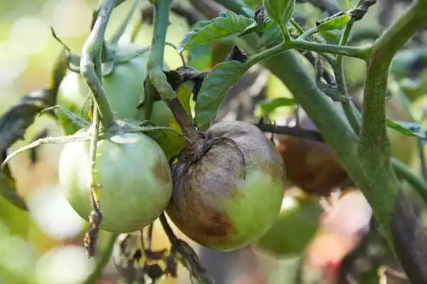 Carbendazim Mancozeb Fungicide: Dual-Action Explained