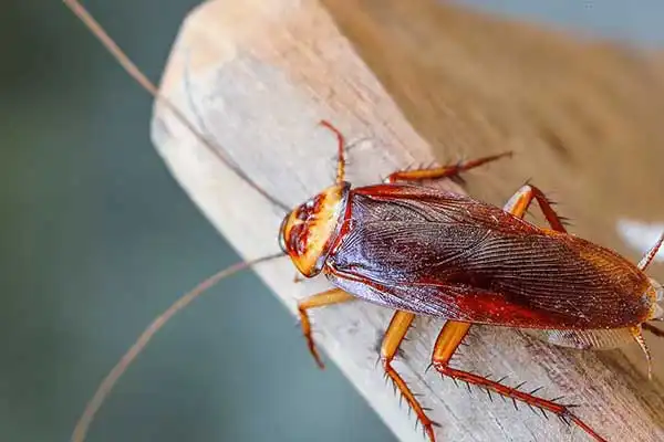 Is Fipronil 80% Safe? Benefits and Regulatory Overview