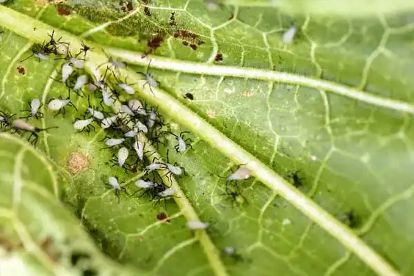 How to apply bifenthrin insecticide effectively？