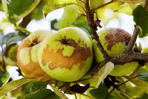 Where to Buy Hexaconazole 5% SC: Price Guide and Reliable Suppliers for Effective Fungicide Solutions