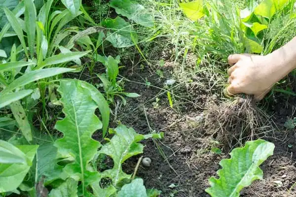 Step-by-Step Guide: How to Use Fenoxaprop-p-ethyl Safely on Wheat and Barley