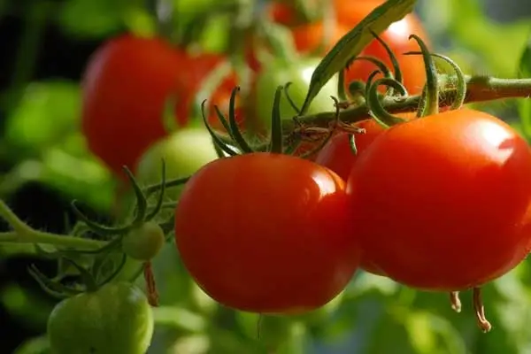 Where to buy chlorfenapyr for bed bugs？