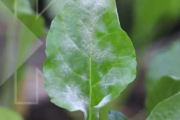 Kresoxim-methyl Fungicide for High-Value Crop Disease Control