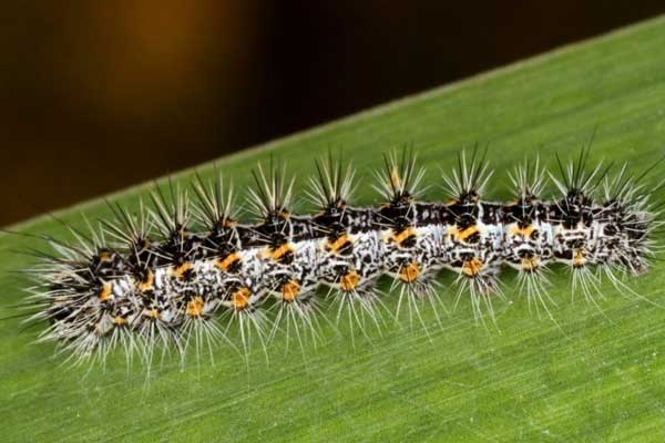 Thiocyclam Hydrogen Oxalate Application Guide for Farmers