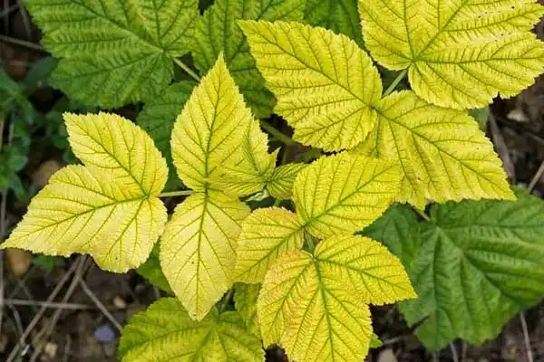 How DTPA Chelated Iron Improves Plant Nutrition