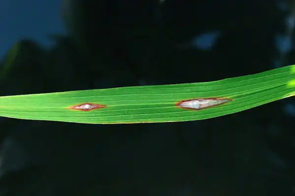 Isoprothiolane 40% EC: A Comprehensive Guide to a Thiolcarbamate Systemic Fungicide