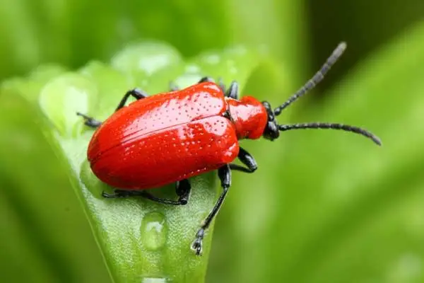 Does Indoxacarb kill roaches?