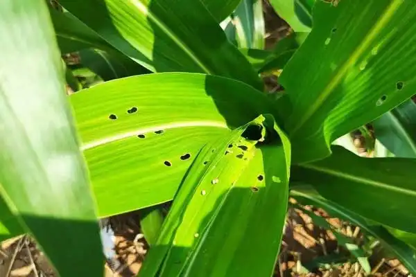 Buprofezin Insecticide Uses Effective & Eco-Friendly Pest Control