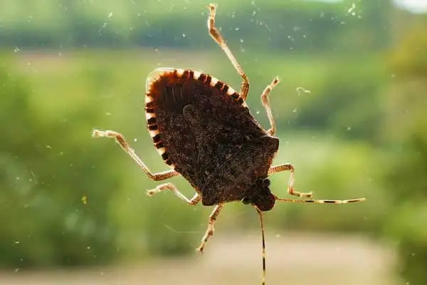 Does Zeta Cypermethrin kill grubs？