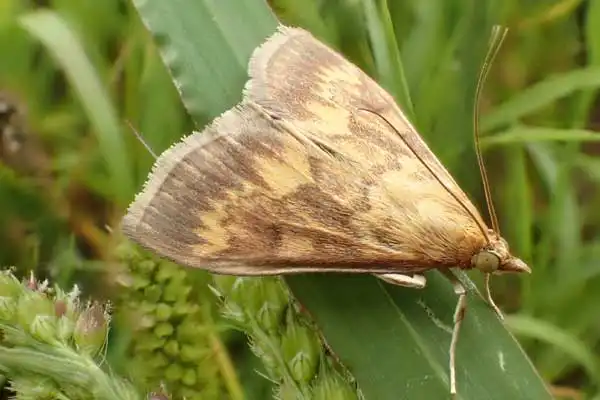 How to use Bacillus thuringiensis powder？