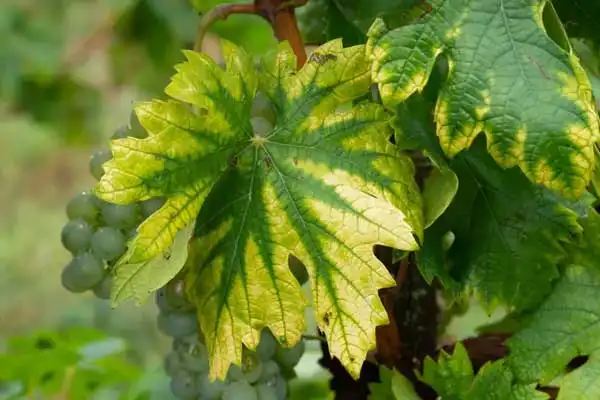 How to Use DTPA Chelated Iron for Plants: A Step-by-Step Guide