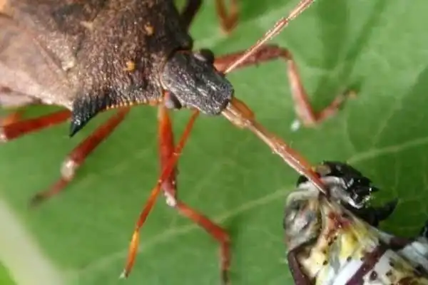 Efficient Insect Growth Regulator: Diflubenzuron