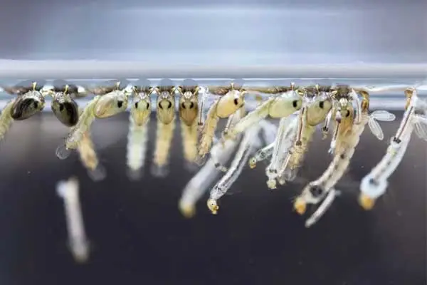 How to Use Pirimiphos-Methyl 50% EC Safely: Best Practices for Application