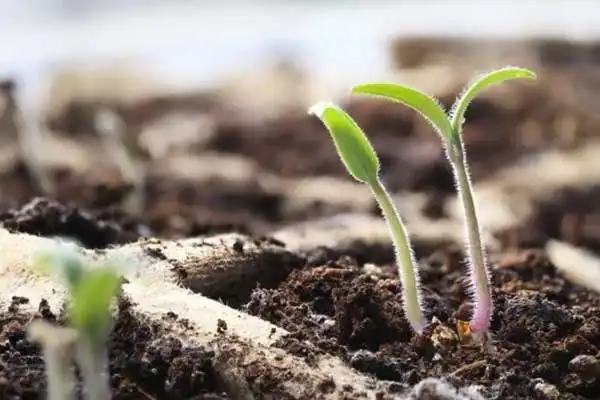 GA3 Gibberellic Acid Uses in Crop Growth Enhancement