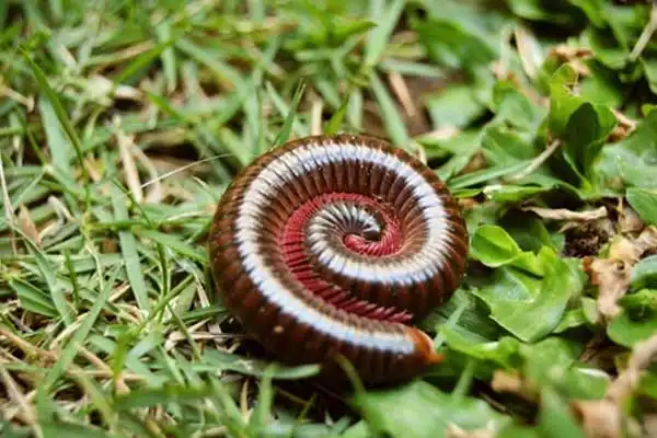 What is chlorfenapyr used for？