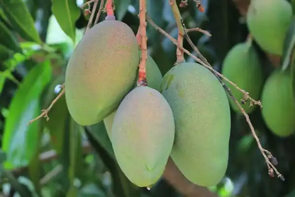 How to apply paclobutrazol in mango