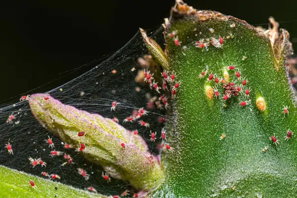 How Does emamectin benzoate lufenuron Control Pests?
