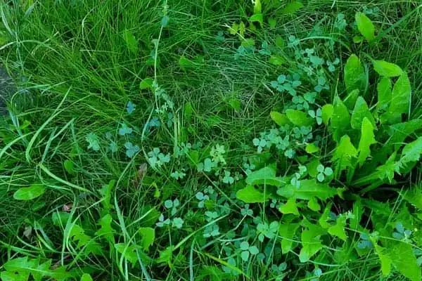 Quizalofop-P-ethyl: Herbicide in Soybean Fields