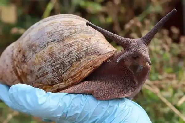 How does metaldehyde kill slugs？