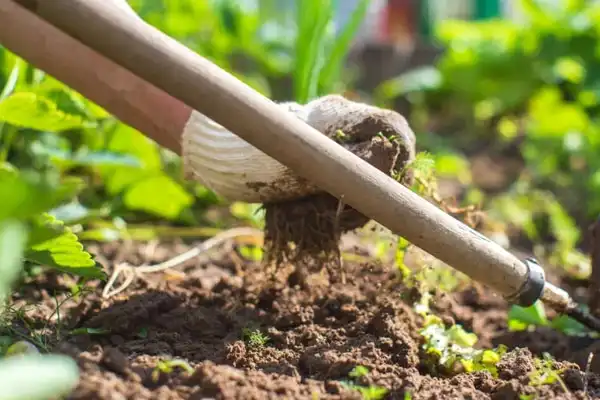 Prometryn properties | uses of herbicide