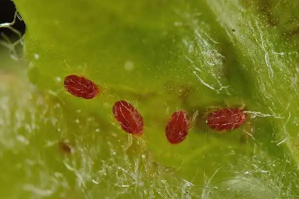 Propargite: Top Sustainable Mite Control Solutions 2026