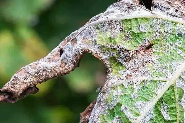 What is Copper Oxychloride 50% WP and How Does It Effectively Control Fungal Diseases?