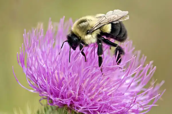 Is thiocyclam-hydrogenoxalate Safe for Beneficial Insects?
