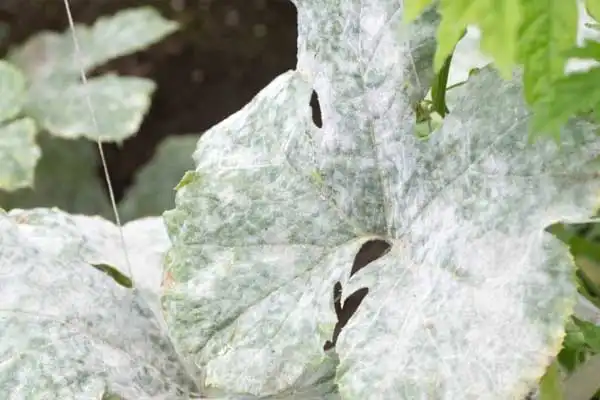 How Azoxystrobin Difenoconazole Controls Crop Diseases