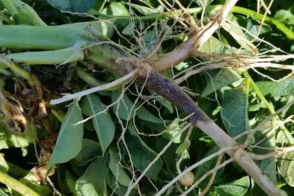 Why Choose Pencycuron 25%Wp 95%Tc for Crop Disease Control?